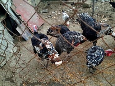 Həyət hinduşkaları satılır. Qidası buğda və otdur. Tam sağlamdırlar və