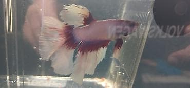 akvarium baliqlari haqqinda melumat: Betta (Petuşok balığı), Sülhsevər, Ünvandan götürmə — 5