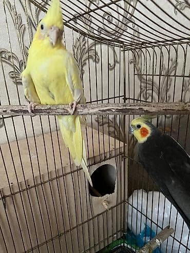 Nimfa (Cockatiel) cütü və qəfəs dəsti Məhsulun tərkibi: - 2 ədəd