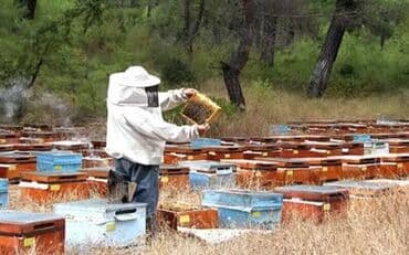 Bal: Dünyaca meşhur olan alimlerin araştirmalarin nəticəsində Təbii — 4