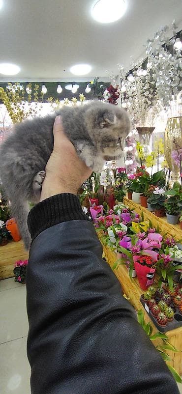 yem qabı: Şotland — 4