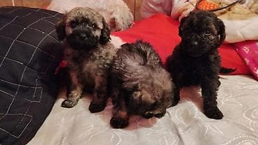 at heyvan: Pudel balaları satılır. 45 günlük Saf qan orta ölçülü balalar Krem — 9