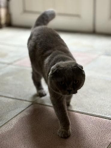 şotlan pişik: Şotland — 3