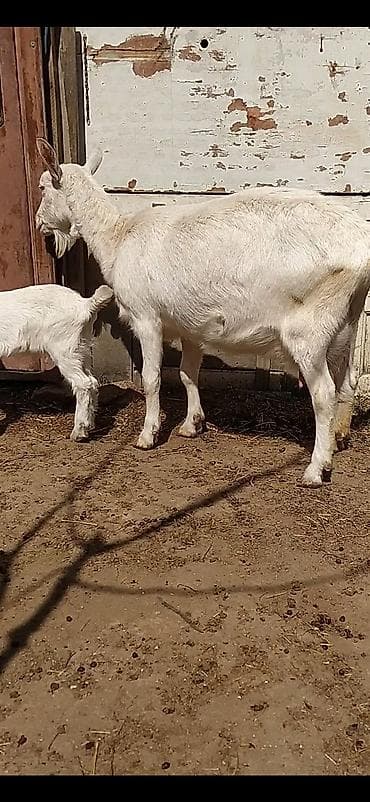 Gəmiricilər: Safqan Saanen dişi südlü keçi. Xüsusiyyətlər: - Süd istiqamətli, iri — 2