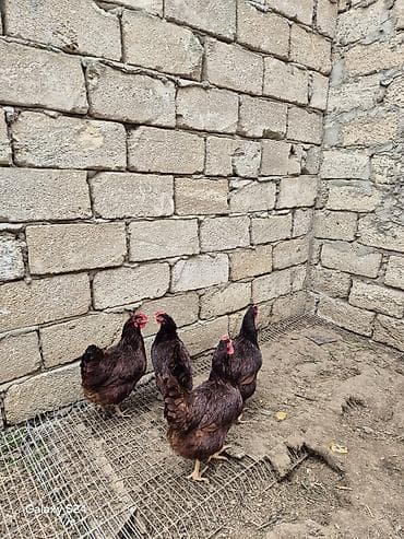 Кошки: Курица, Для яиц — 6