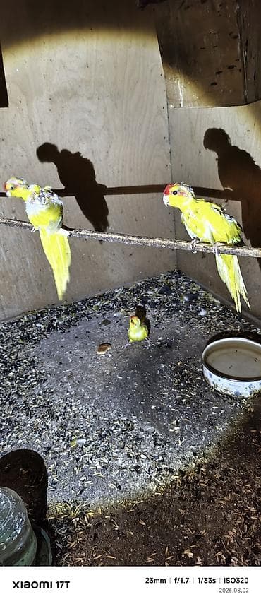 bulbul quşu: Sarı qırmızıbaş papuqaylar (koloniya satışı) kakariki balalar öz — 1