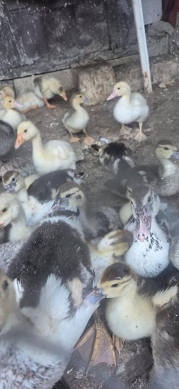 kanada sortu hinduska: Məhsul: Ördək bala partiyası Təsvir: - Çoxsaylı ördək balaları — 2