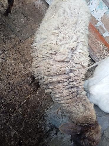qara mal: 4 aylıq boğaz qoyun, dişləri ağzındadı, 25 kilo ət daşı var, buyrun — 4