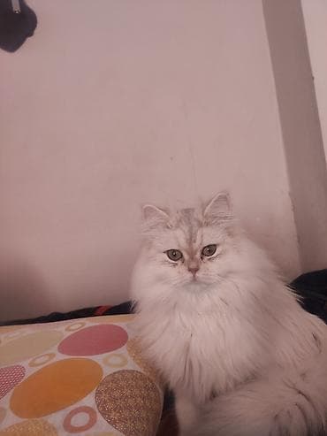 pişik paltarları: Şinşilla — 1