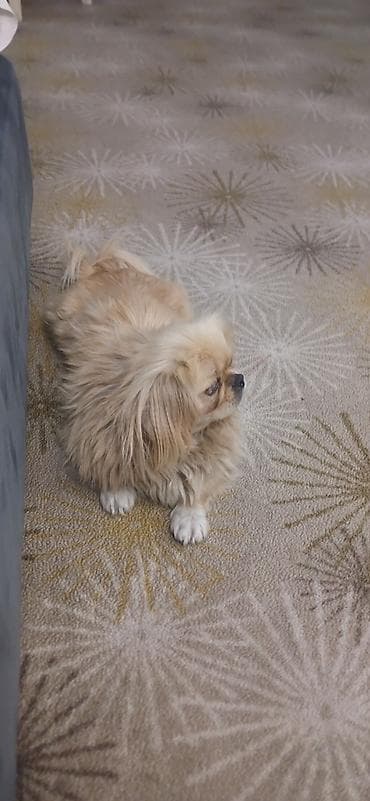 it: Pekines — 3