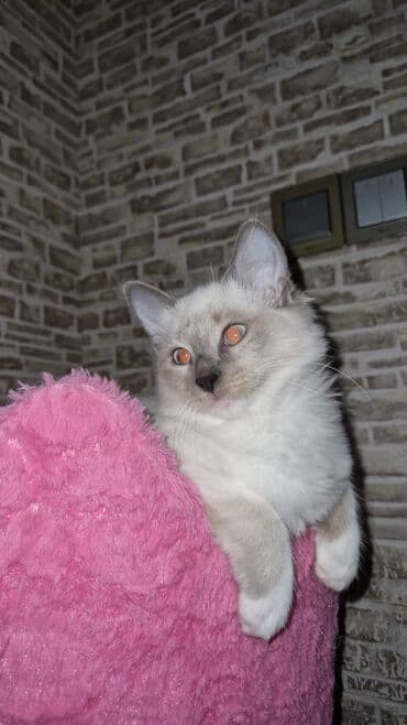 pişik cins: Dişi, Pulsuz çatdırılma — 4