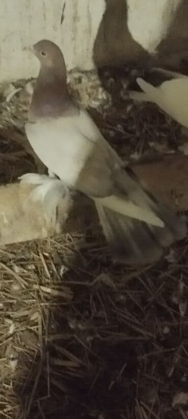 soltan quşu: Növ: Ev göyərçini (saçaqayaqlı) Rəng: Açıq boz-gümüşü gövdə, boyun və — 3