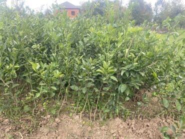 tikanli bitkiler: Məhsul: Sitrus tingləri (narıncı/mandarin tipli), torbalı və açıq — 6