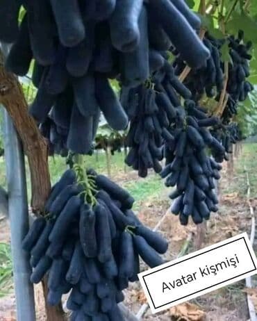 Чай, кофе, напитки: Məhsul: Avatar kişmişi (uzun, barmaq formalı qara üzüm sortu) - — 1