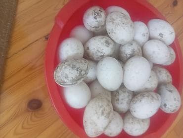 meyvə ağaclarının satışı: TƏZƏ SAĞLAM,MAYALI LAL ÖRDƏK YUMURTALARI SATILIR. QİYMƏT ENDİRİMDƏDİ — 2