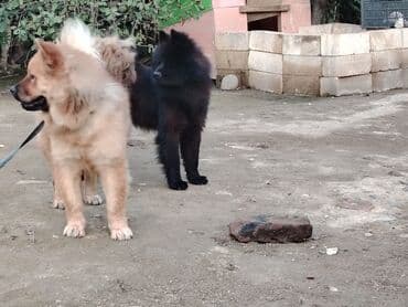 пудель карликовый цена: Чау-чау, 11 месяцев, Самец, Самовывоз — 4