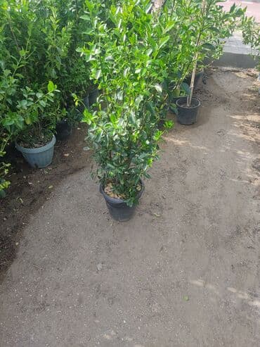 üzüm ağacı: Dekorativ ağaclar gül çiçək qazon torf torpaq ağdaşlar satşi ağacların — 6