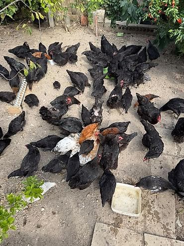 eşşək sudu satışı: Ay yarimliqdan 4 ayliqa qeder var. Temiz qan. astrolop toyuqlari — 4