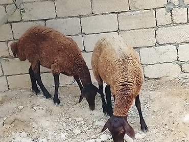 qoca qoyunlar: Qoyunlar – yerli Qarabağ/Qırxqqoyun tipli, qəhvəyi rəngdə sürü - Say — 2