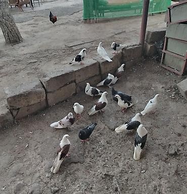 Quşlar satılır cemi 16denedir minum qiymət 200 azn dir ciddi musteri — 2