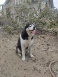 xaski gence: Xaski, 1 il, Dişi, Cütləşmə üçün — 3