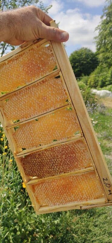 продается мед: ELF BEE'S 1977 ECO-PRODUCT FOR HEALTH AND LONGEVITY Tovuzun — 10