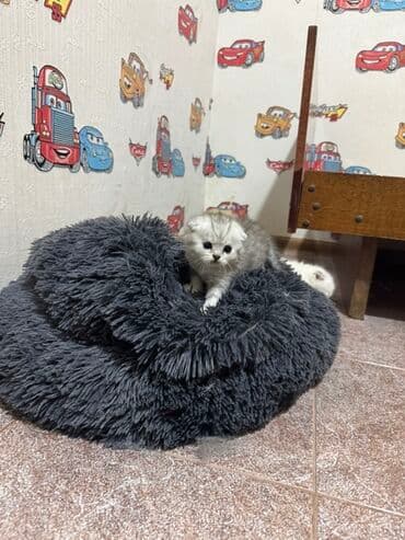 ən ucuz pişiklər: Britan — 11