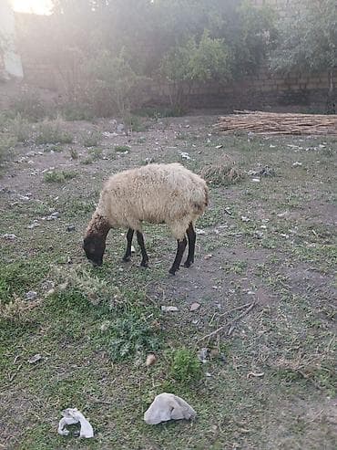 cins qoyunlar satilir: Ana bala qoyun satılır quzusu dişidir 5 ci balasıdır real alana — 2