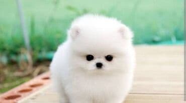 2 ay lalafo.az -da 2 ay