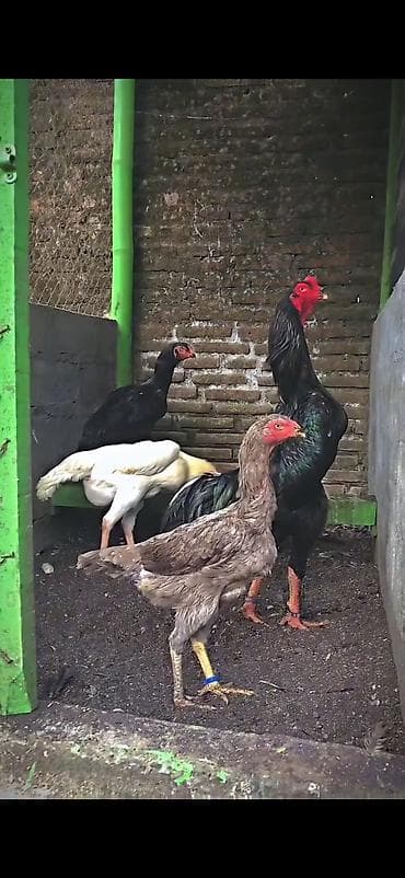 toptan toyuq satisi: Məhsul: Uzunboylu döyüş cinsi toyuqlar (Aseel/Shamo tipli) Təsvir: - — 3