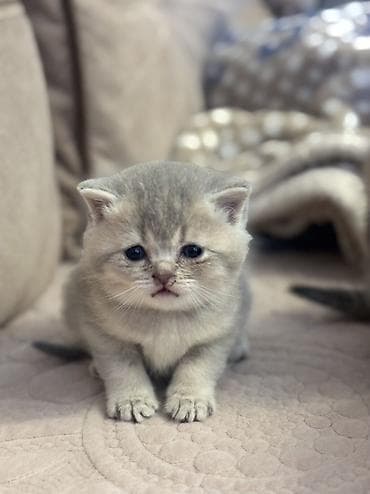 balaca pisik: Şotland yastı qulaq — 5