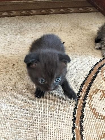 munchkin pişik: Şotland yastı qulaq — 3