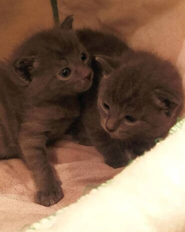 Daraq panellər: Britan, Dişi, Erkək — 3