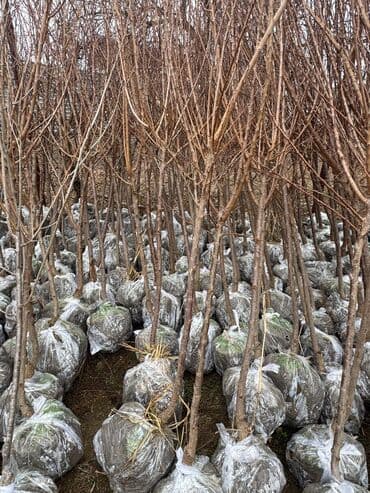 пластмассовый бак для воды купить: Her növ ağaclar ve dekarativ ağaclar çox ucuz ve qarantili gubresiz — 34