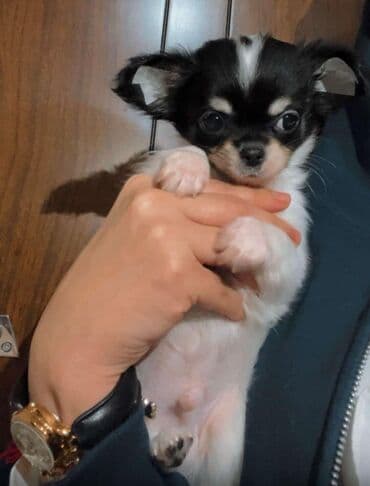 çoban itleri: Çixuahua, 2 ay, Erkek, Peyvəndli — 6