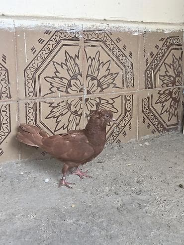 Qan qirmizi saglam baladi tulekdedi deye pis dusub ag goz baladi