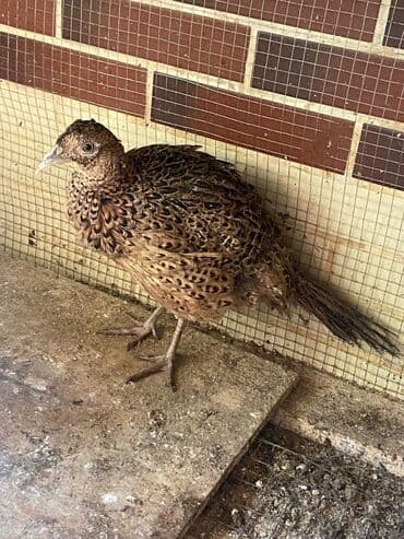 qaz və ordək: Qırqovul.Tək dişi — 1