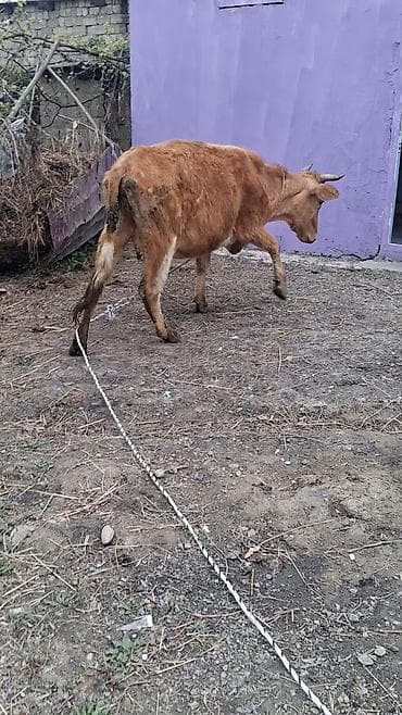 gəncə toyuq satan: Dişi, il: 4, Südlük, Ünvandan götürmə — 2