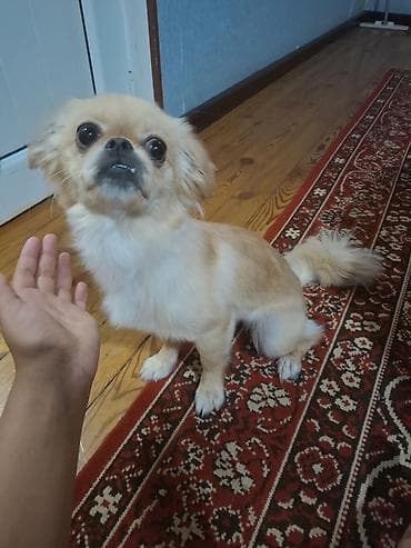 heyvan mal: Pekines — 1
