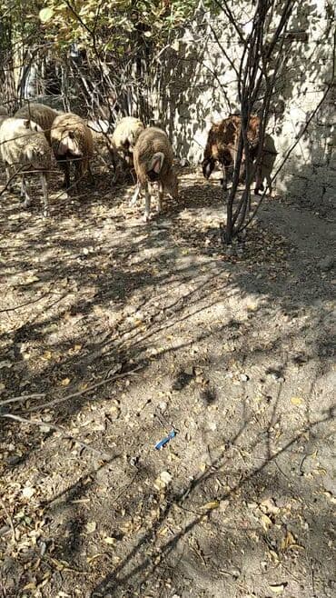 quzu satan: Məhsul:Quzular Təsvir: - Şəkillərdə gördüyünüz kimi 9baş tam sağlam — 6