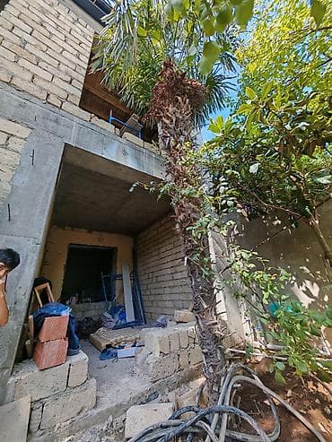 lan: Traxikarpus (Trachycarpus fortunei) xurma ağacı - Növ: Soyuğa davamlı — 2