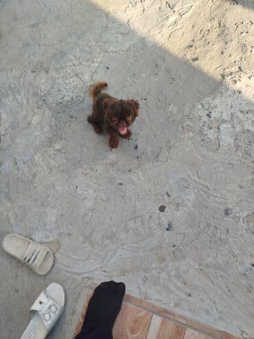 pekines balaları: Pekines, 6 ay, Erkek — 2