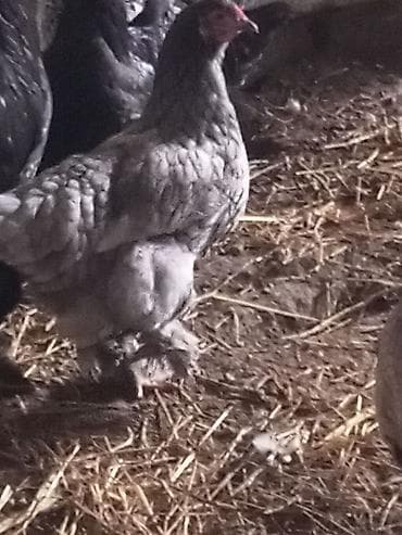 cücə və xoruz təmsil: Məhsul: Ev quşları – iri cüssəli, tüklü pəncəli toyuqlar — 2