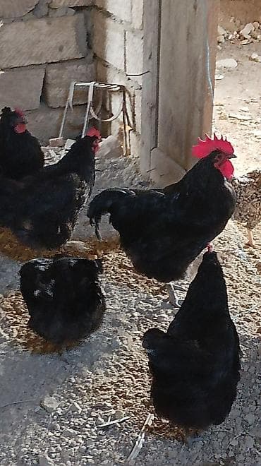 Toyuq, Australorp, Damazlıq, Ünvandan götürmə