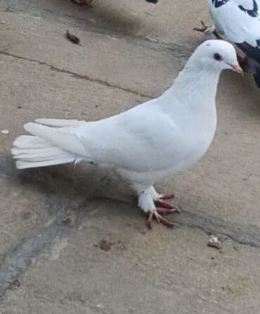 qirmizi bas goyercin: İkisi 12 quyruq. Qalanlari 16-17-18 quyruqlardi Əksəriyyəti tutulmadı — 8