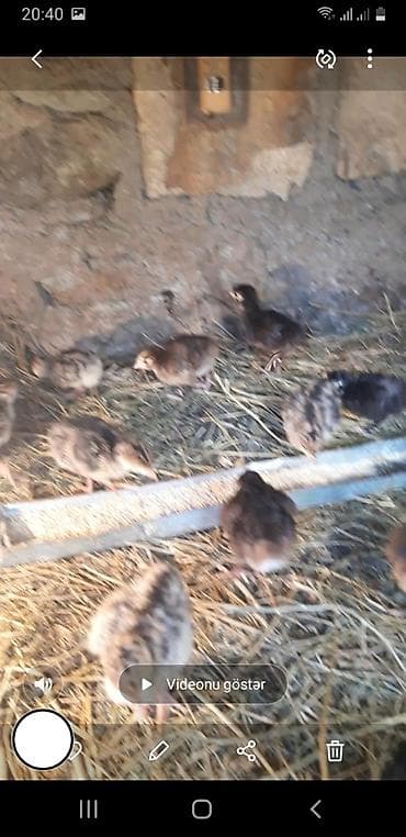 Heyvanlar üçün mallar: Amerikan bronz və qara kanada hinduşqa cücəsi satılır. Ünvan Gəncə — 5