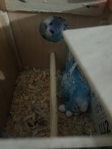 Bir Cüt Qəfəslə Birlikdə Hazır Maya Papuqay Satılır Dişi Quş Hal