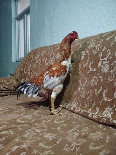 Heyratı 10aylıq beçə cinsi doşab lalafo.az -da Heyratı 10aylıq beçə cinsi doşab