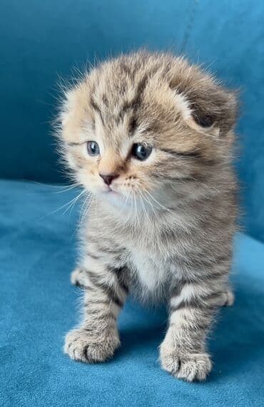 Птицы: Шотландская, Самец — 5