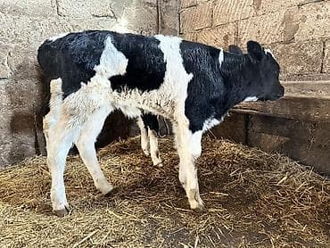 balaca meymun satisi: Cut satilir
Erkek
Dişi — 5